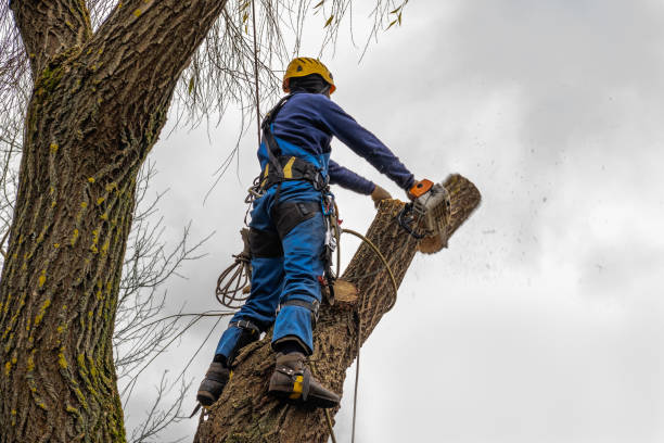 Best Tree Removal Contractors  in Sauk City, WI